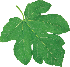 leaf